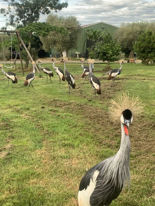 Casais de grous Coroado Cinzento 2025