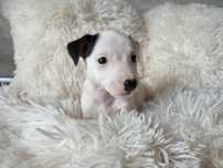 Suczka Jack Russell Terrier gładkowłosa gotowa do odbioru 1