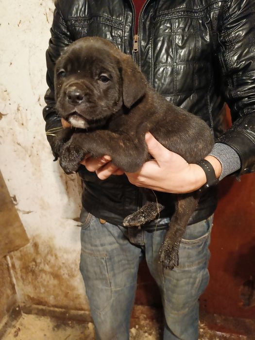 Цуценята Кане Корсо