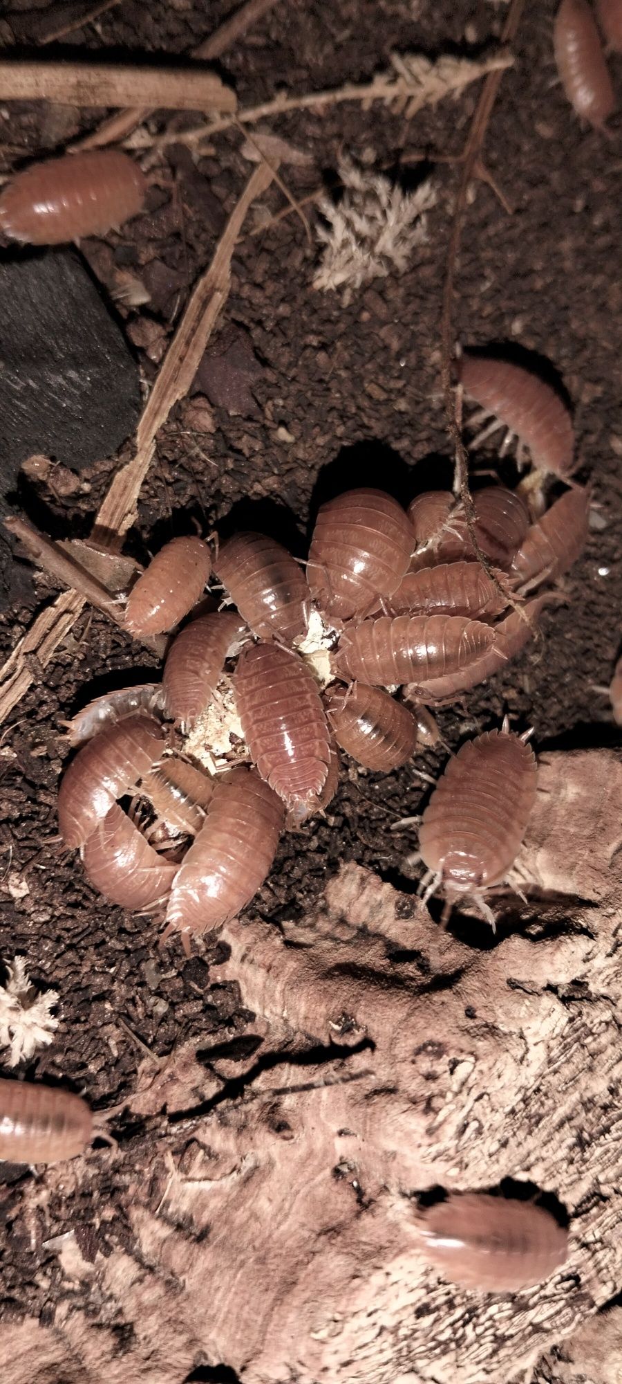 Isopods Porcelio Laevies Orange + 100 exemplares para dar