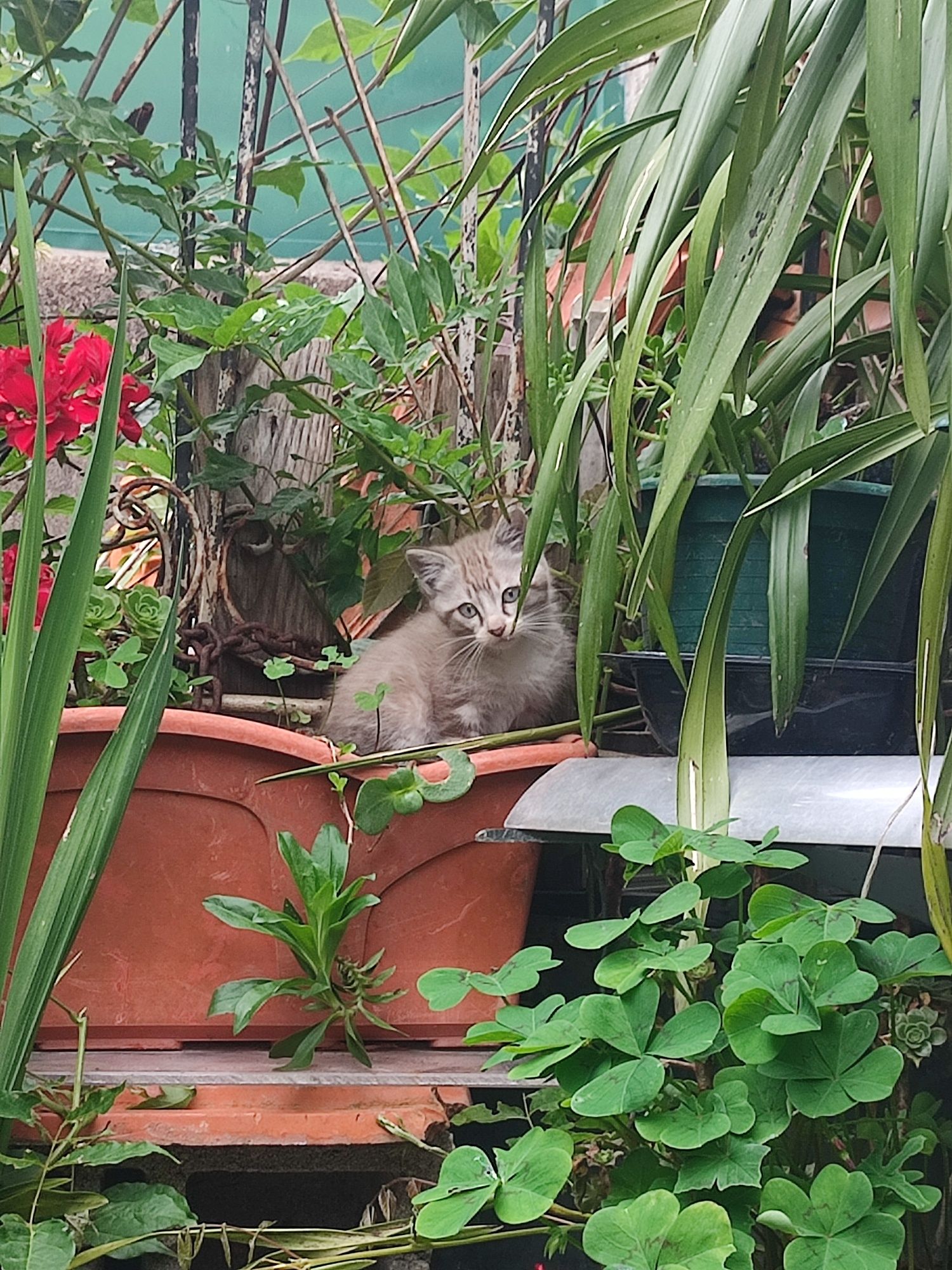 Dão-se gatinhos. Para adoção responsável!