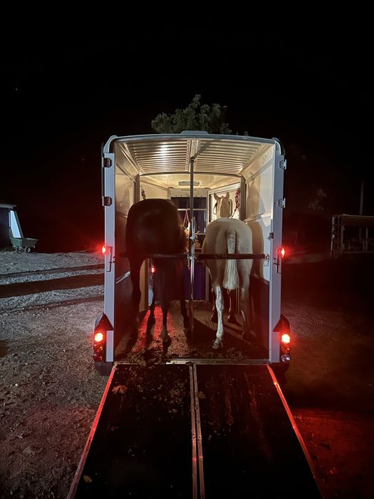 Transporte de cavalos
