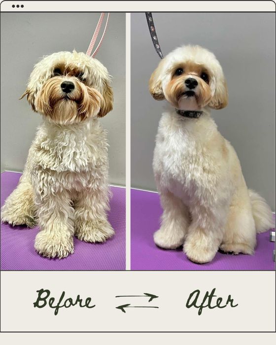 Грумінг собак та котів в салоні «Pluto & Co.» М. Лівобережна