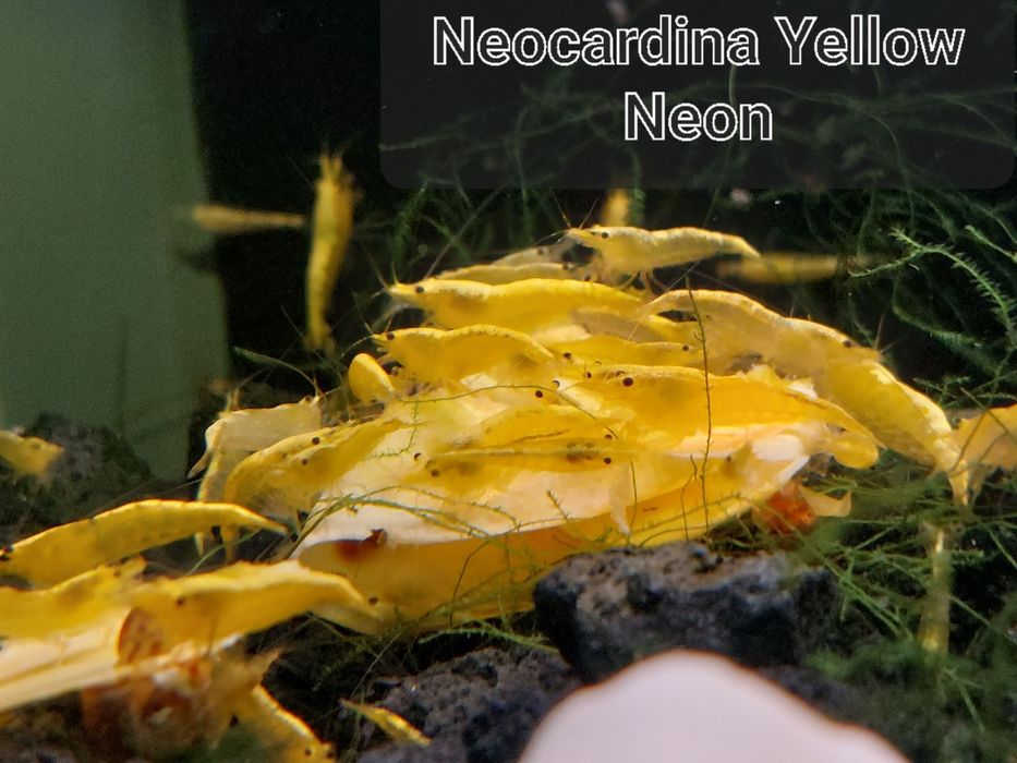 Krewetki neocardina Wyslam