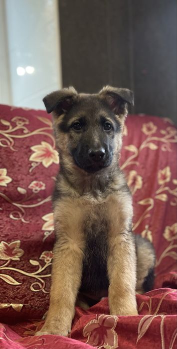 Щенок немецкой овчарки