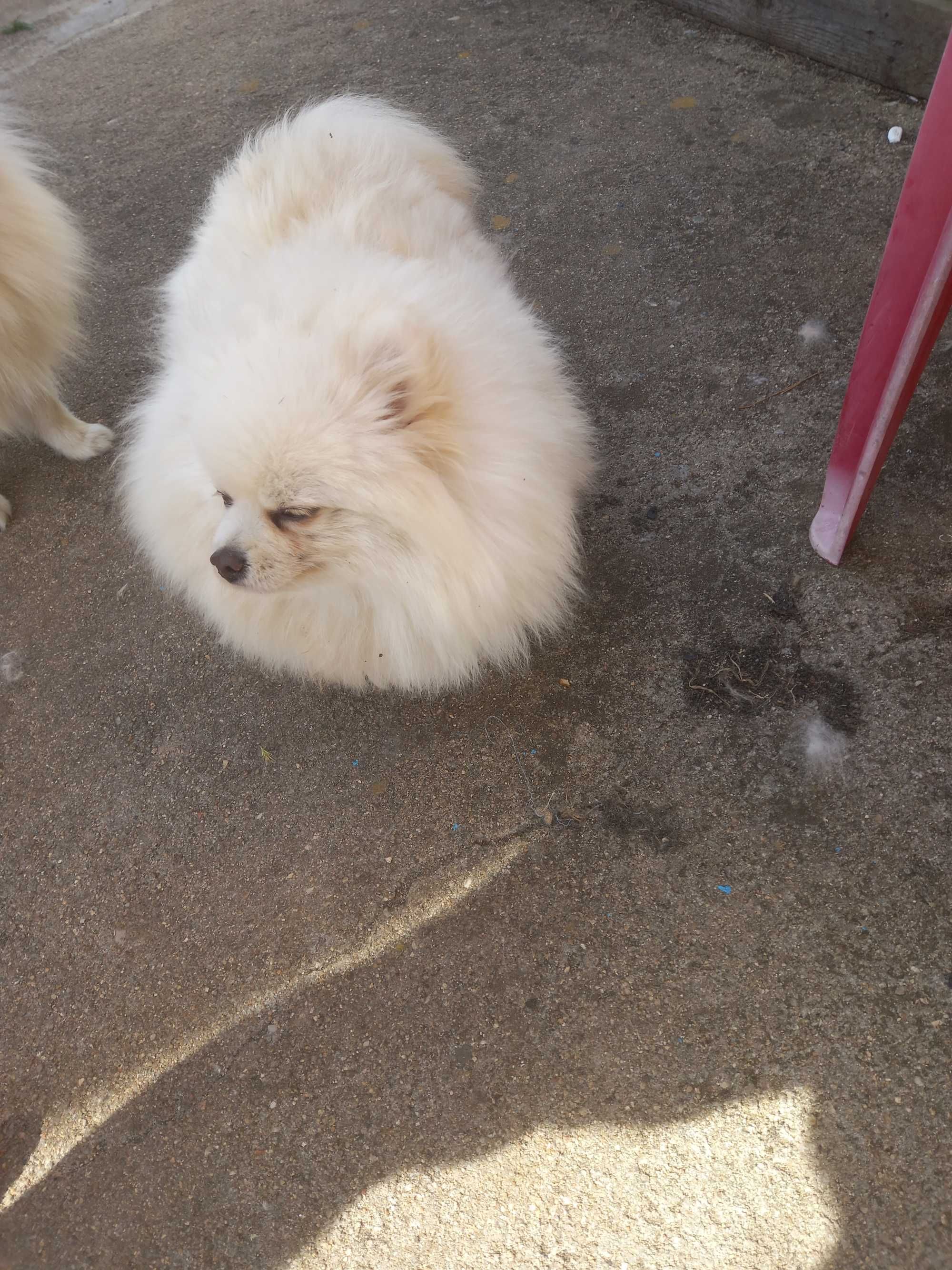 Spitz Pomerânia femia. Com pedigree