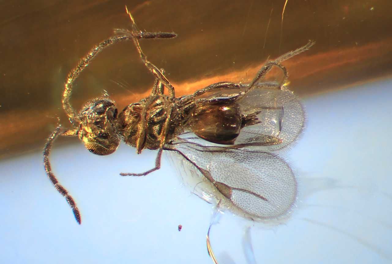 Bursztyn inkluzja rzadka osa Hymenoptera Megaspilidae !! wymarła