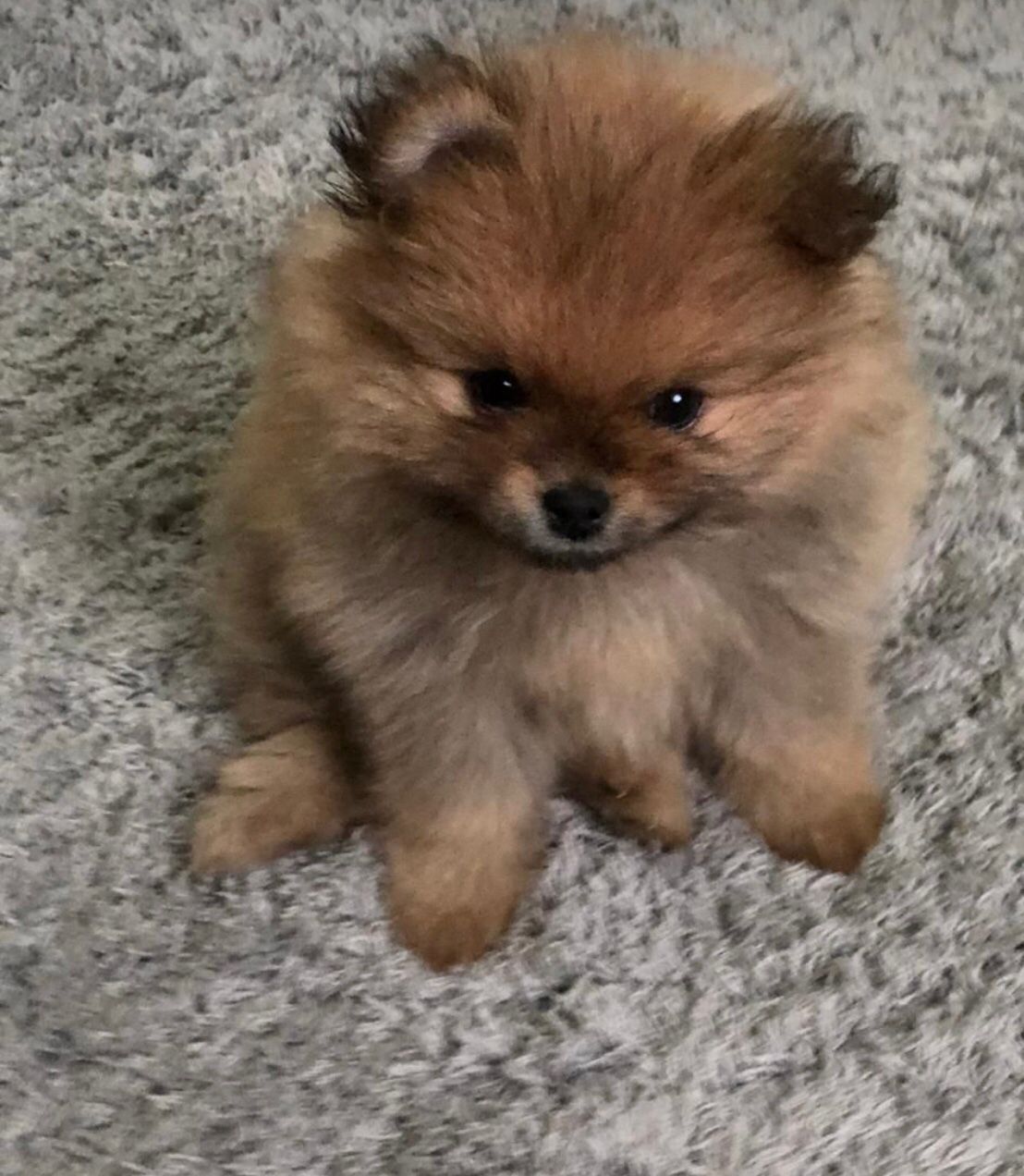 Spitz/ Lulu Pomerânia