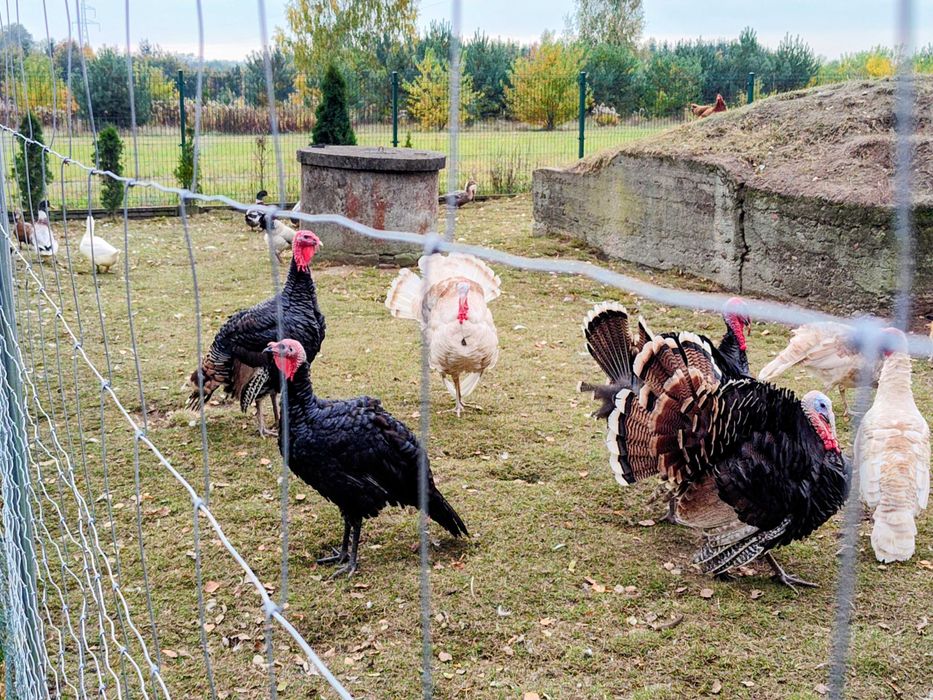 Indyki Bronz Szerokopierśny
