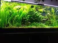 Zestaw akwarium 320l co2
