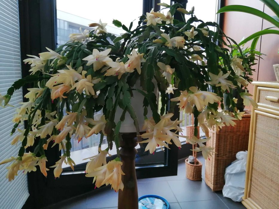 Kaktus grudniak oddam