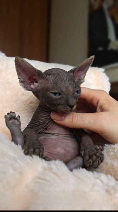 Przepiekny Kot sfinks  sphynx kanadyjski