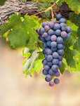 Vendo uva para água-pé/vinho