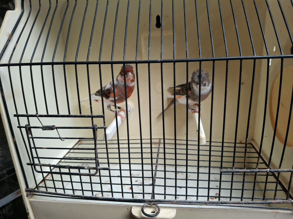 Canários arlequim e negros