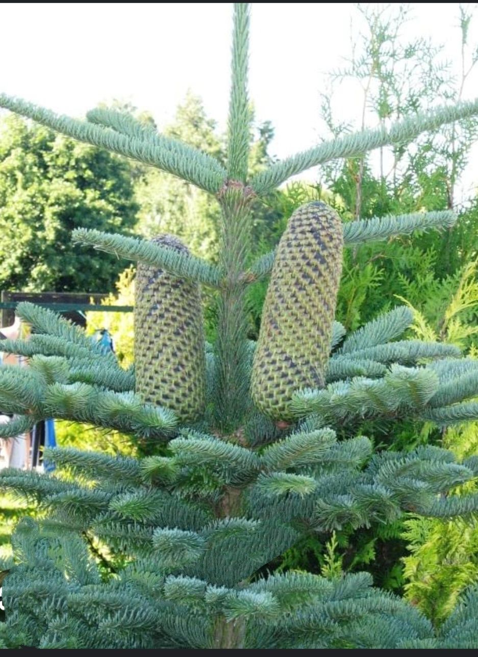 Jodła szlachetna abies nobilis