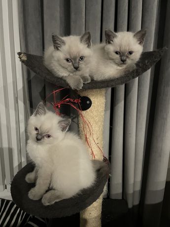 Kociaczki szukają kochającego domu