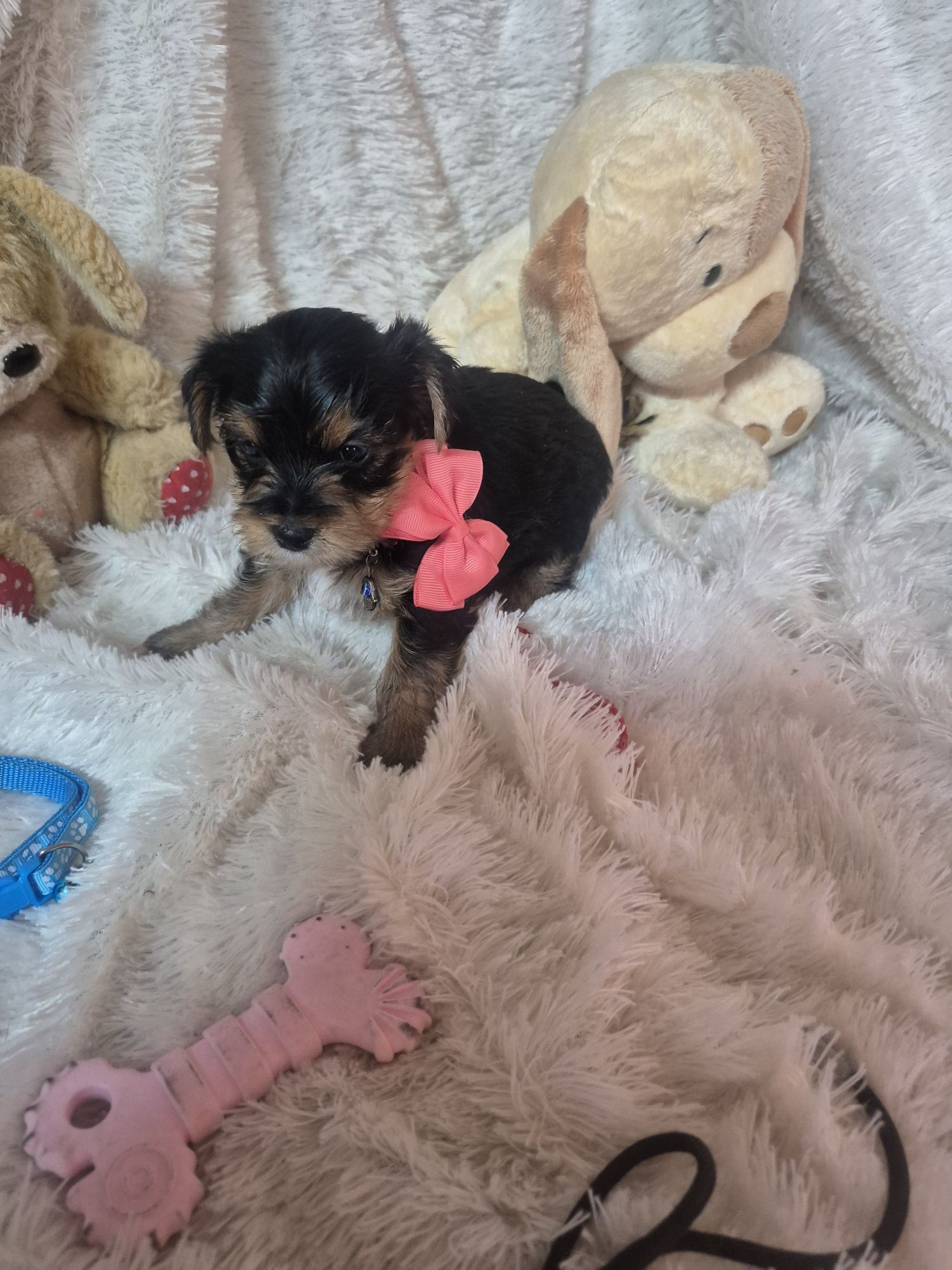 Yorkshire Terrier Fêmea Criadora Registada PT 3088FL