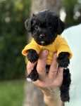 Uniakatowa Sunia Maltipoo .
.