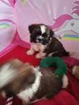 Shih tzu MINI tricolor Rodowód chip wyprawka