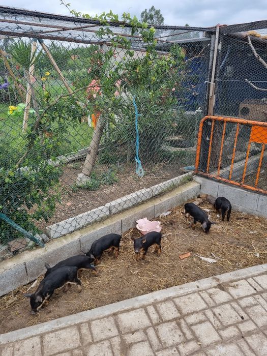 Porco mangalitsa puros ou porco ovelha