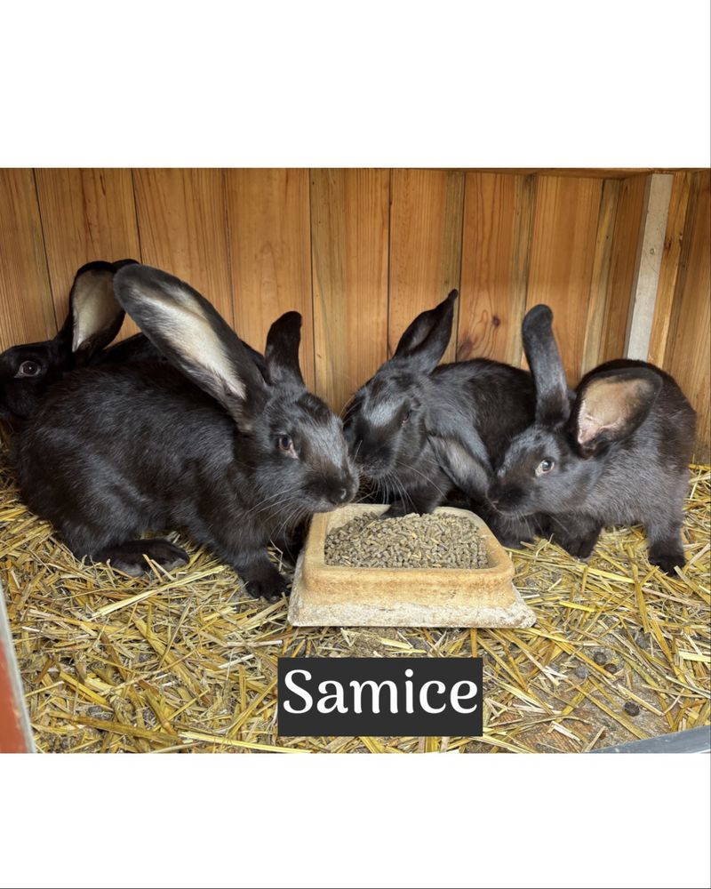 Króliki samce i samice