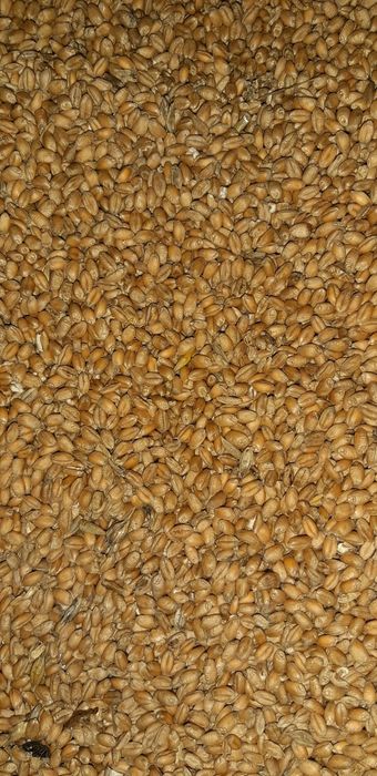 Pszenica. Zbiór 2025