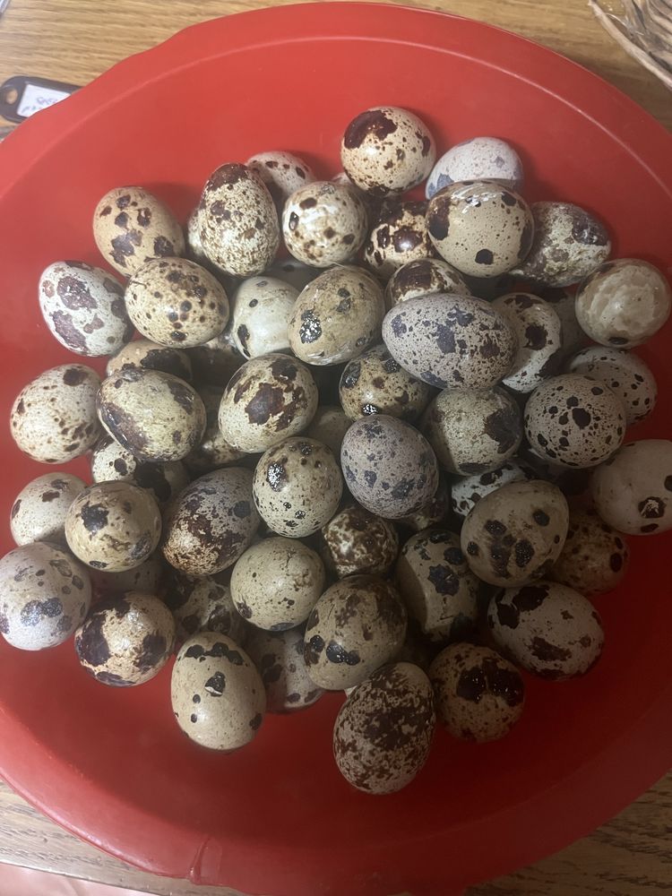 Vendo ovos de coderniz