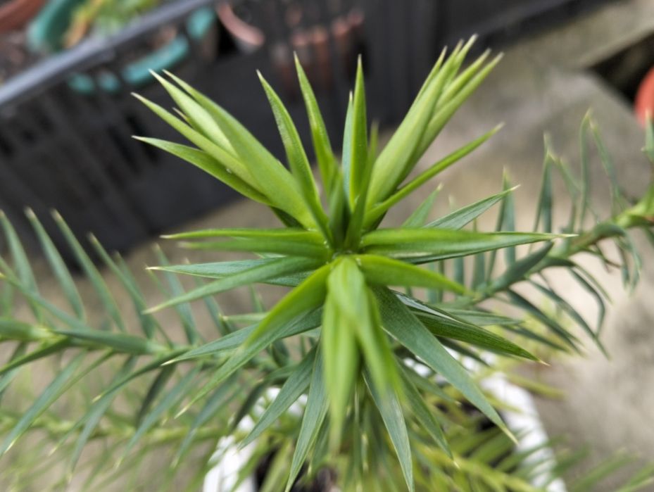 Pinheiro brasileiro disponível