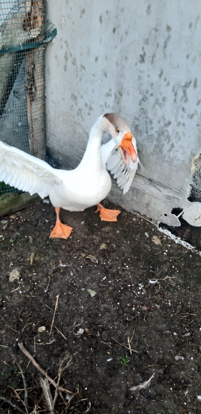 Sprzedam gąsiora gęs samiec