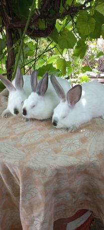 Самиці Кролики Молодняк