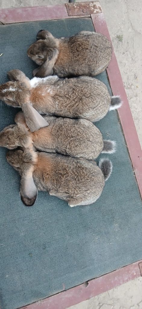 Sprzedam młode  samice  barana  francuskiego