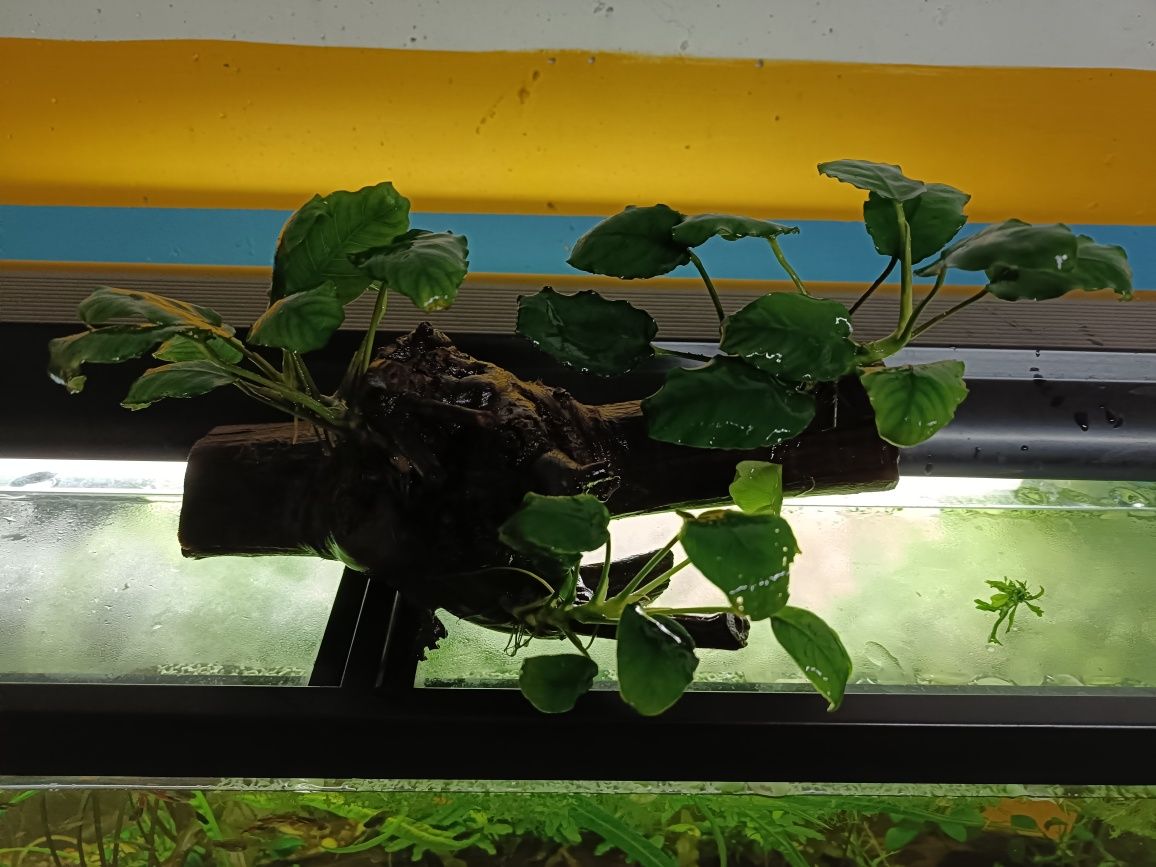 Tronco de videira com Anubias Nana