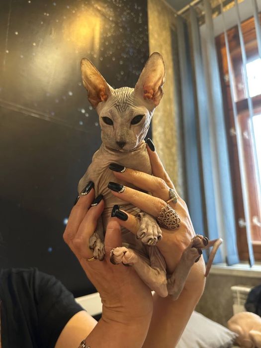 Сфінкс донський (дівчинка)