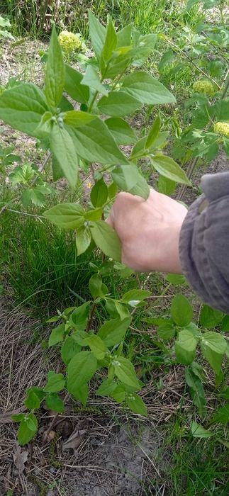 Жасмін жасмин чубушник повноквітковий