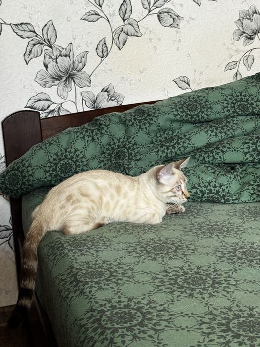 Снежный Бенгальский котенок