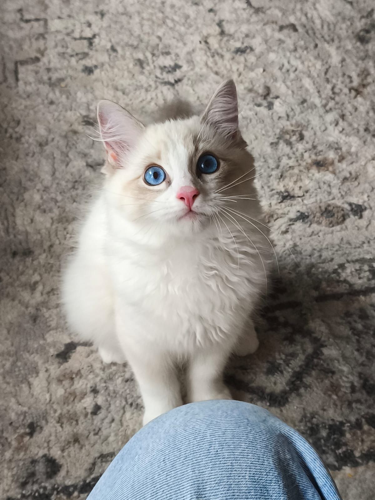 Kocurek ragdoll z rodowodem FPL do odbioru 1 sierpnia
