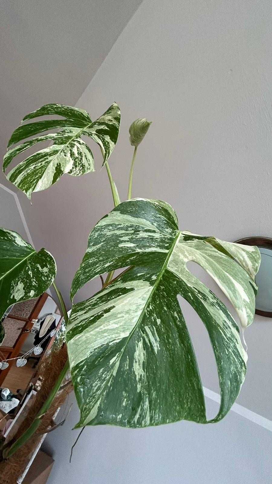 Monstera variegata 2m wysokości