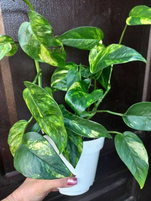 Епіпремнуми,  Драцена запашна Кімнатні квіти