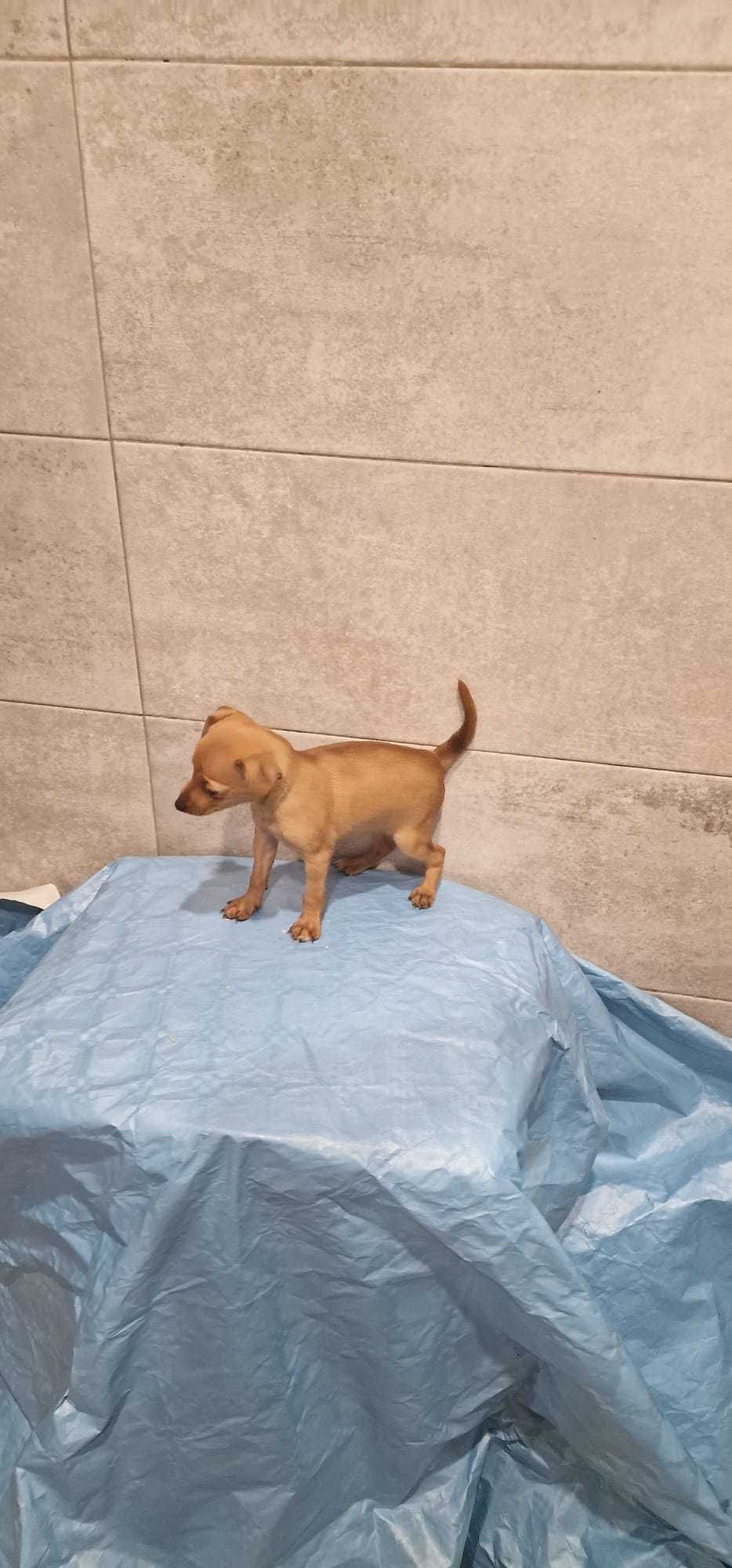 Pinscher Super miniatura