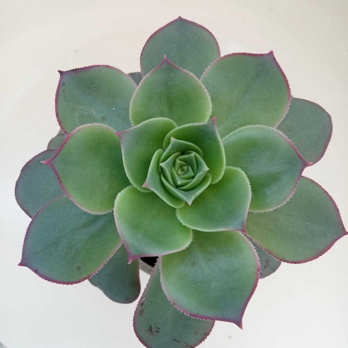 Еоніуми та   інші сукуленти.