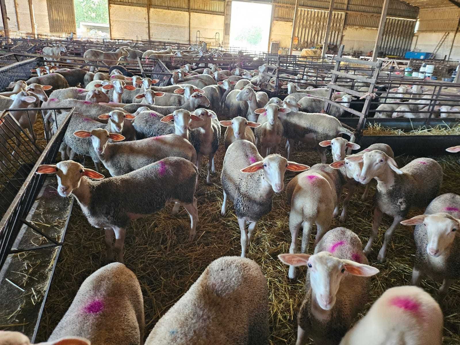 Vende-se borregas lacaune de excelente qualidade