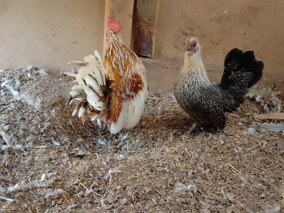 Serama malezyjska para