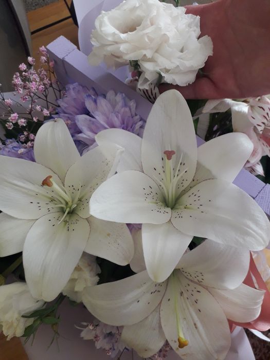 Шукаю собачку для в'язки