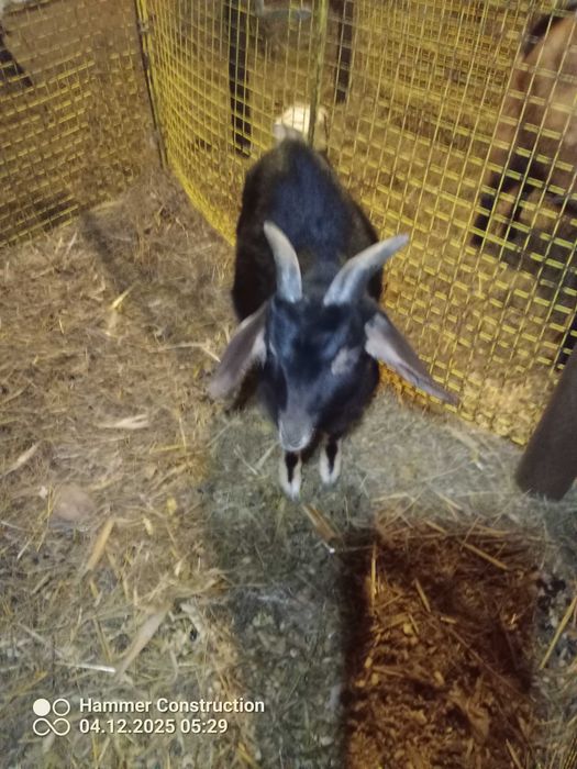 Koziołek kozioł cap