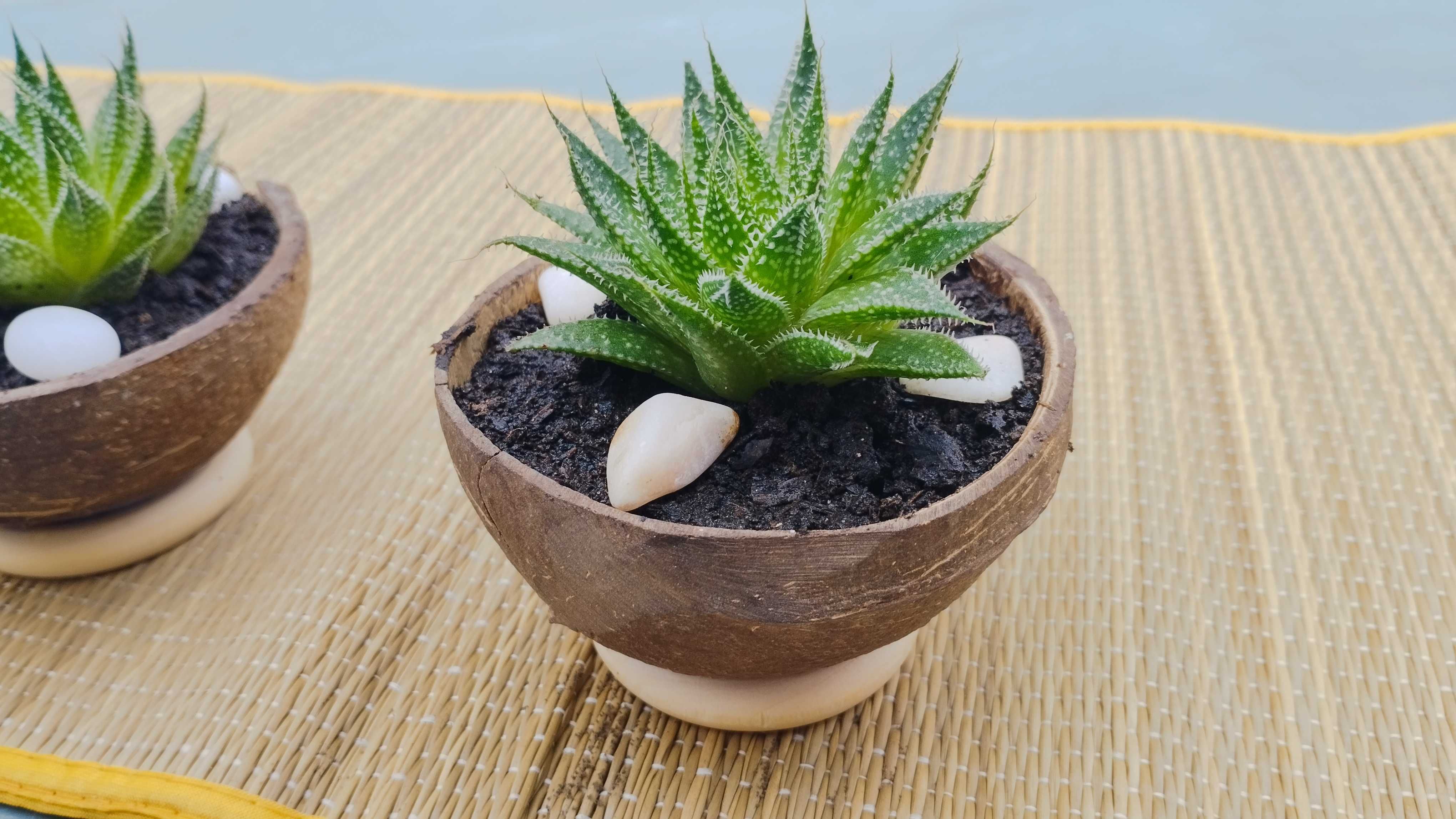 Cacto • Suculenta - Aloe-Aristata