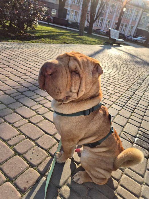 Шукаю собі подругу