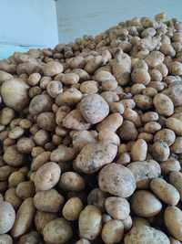 Ziemniaki jadalne: Ignacy 1,33zł/kg