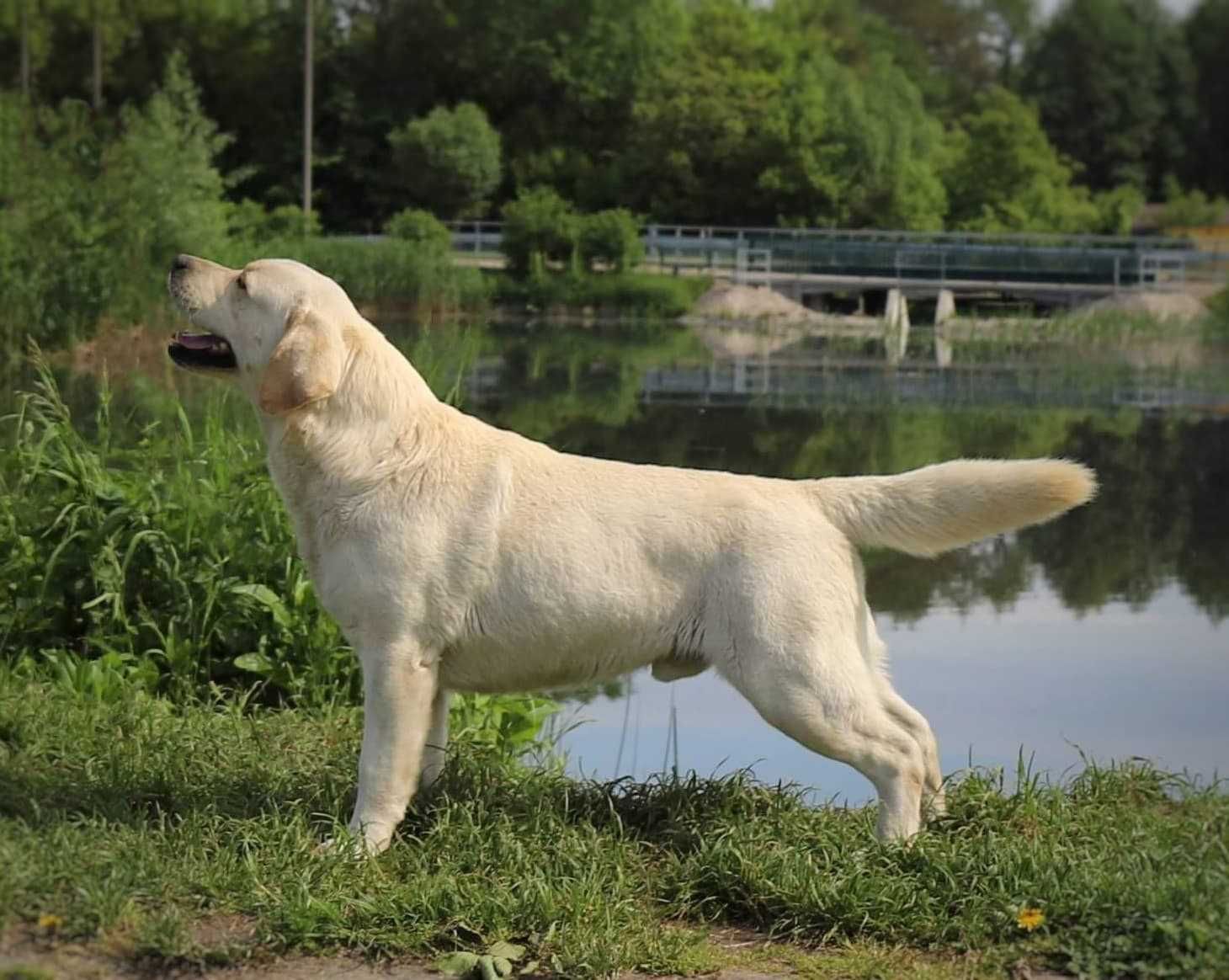 Labrador Retriever szczeniak ZKwP/FCI