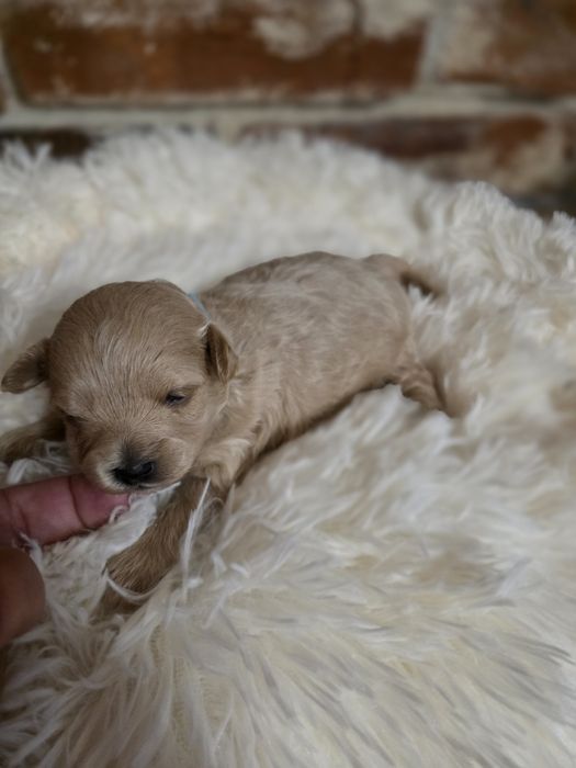 Maltipoo f1 piesek do  rezerwacji !!