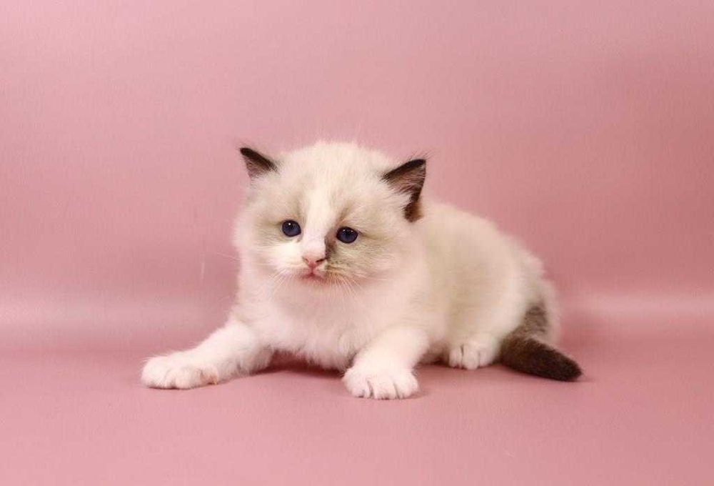 Котик з яскравими синіми очима-порода Ragdoll //регдолл